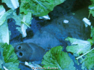 The manatee is breathing at the surface. It is visible on... by Alberto Romeo 